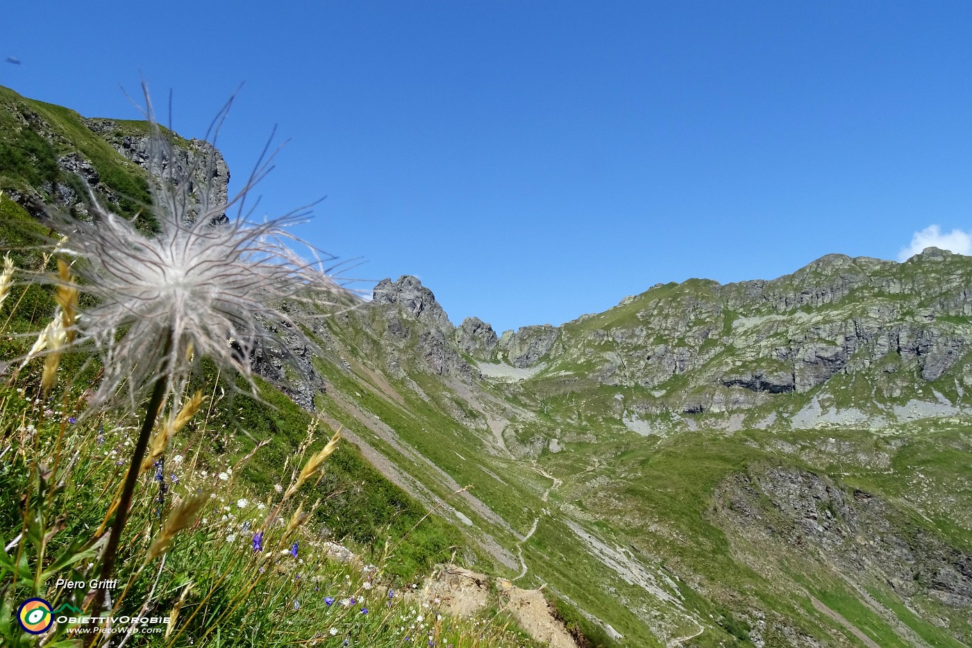 32 Fruttescenza di pulsatilla alpina .JPG